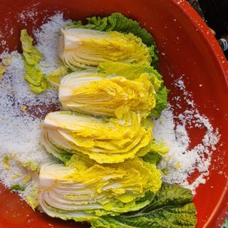 정대장님의 배추 · 일상 작성글 사진