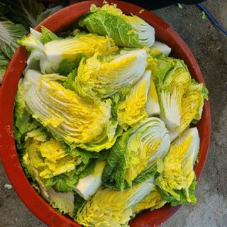 정대장님의 12월 내 작물 자랑하기 · 참여글 작성글 사진