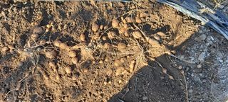 장준재님의 기타작물 · 자유게시판 작성글 사진