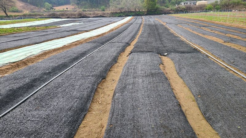 조병대님의 장터 판매 상품 [으뜸백도라지 씨앗 종이컵 ] 첨부 사진