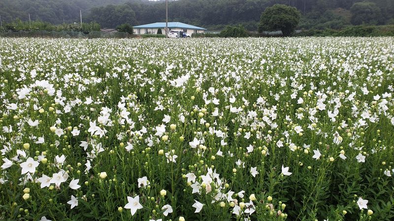 조병대님의 장터 판매 상품 [으뜸백도라지 씨앗 종이컵 ] 첨부 사진