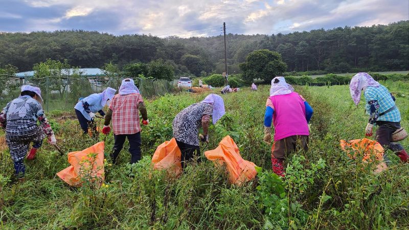 조병대님의 장터 판매 상품 [으뜸백도라지 씨앗 종이컵 ] 첨부 사진