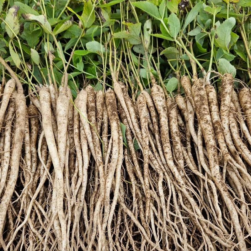 조병대님의 장터 판매 상품 [으뜸백도라지 씨앗 종이컵 ] 첨부 사진