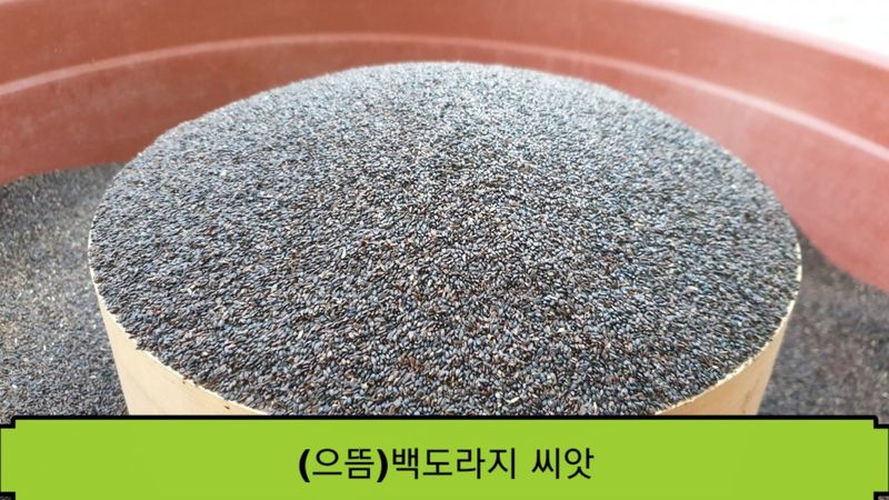 조병대님의 장터 판매 상품 [으뜸백도라지 씨앗 종이컵 ] 첨부 사진