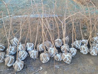 일심묘목농원님의 기타작물 · 자유게시판 작성글 사진