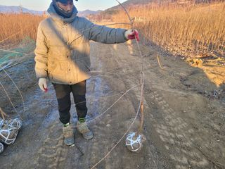 일심묘목농원님의 기타작물 · 자유게시판 작성글 사진