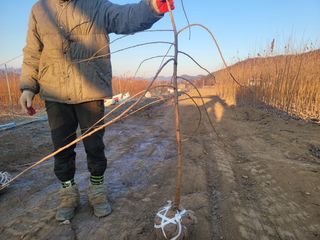 일심묘목농원님의 기타작물 · 자유게시판 작성글 사진