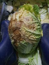 팜모닝 배추·병해충상담 게시글 이미지