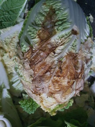 김종열님의 배추 · 병해충상담 작성글 사진