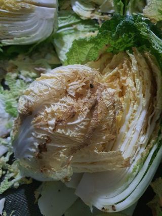 김종열님의 배추 · 병해충상담 작성글 사진