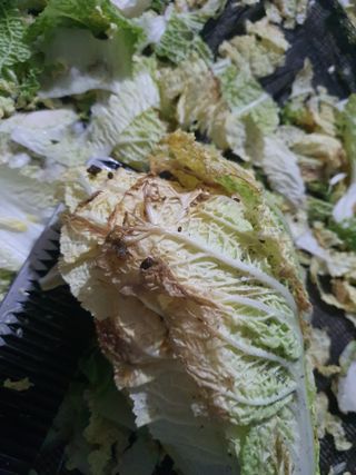 김종열님의 배추 · 병해충상담 작성글 사진