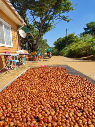 아산이쁘니95960님의 12월 내 작물 자랑하기 · 참여글 작성글 사진