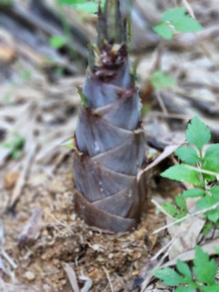 김기섭님의 12월 내 작물 자랑하기 · 참여글 작성글 사진