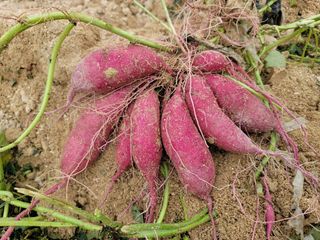 김기섭님의 12월 내 작물 자랑하기 · 참여글 작성글 사진