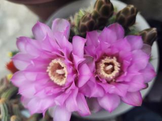 김기섭님의 12월 내 작물 자랑하기 · 참여글 작성글 사진