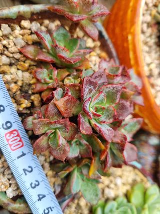 육이사랑님의 기타작물 · 자유게시판 작성글 사진