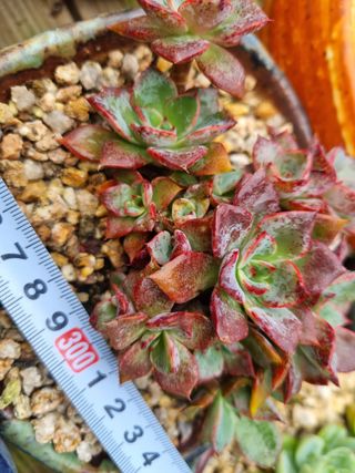 육이사랑님의 기타작물 · 자유게시판 작성글 사진