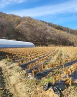 팜모닝 자유주제·자유게시판 게시글 이미지