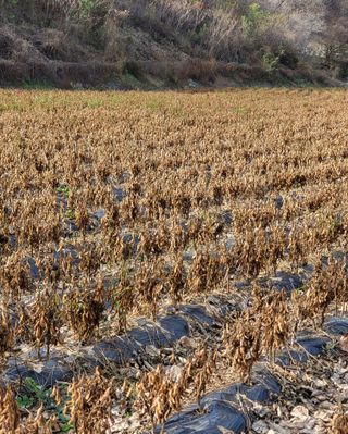도울농장 이원용님의 자유주제 · 자유게시판 작성글 사진