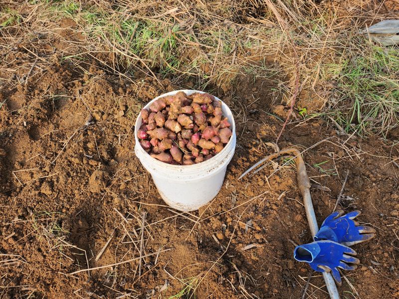 호박골농원 노양래님의 장터 판매 상품 [자색 돼지감자 5kg] 첨부 사진