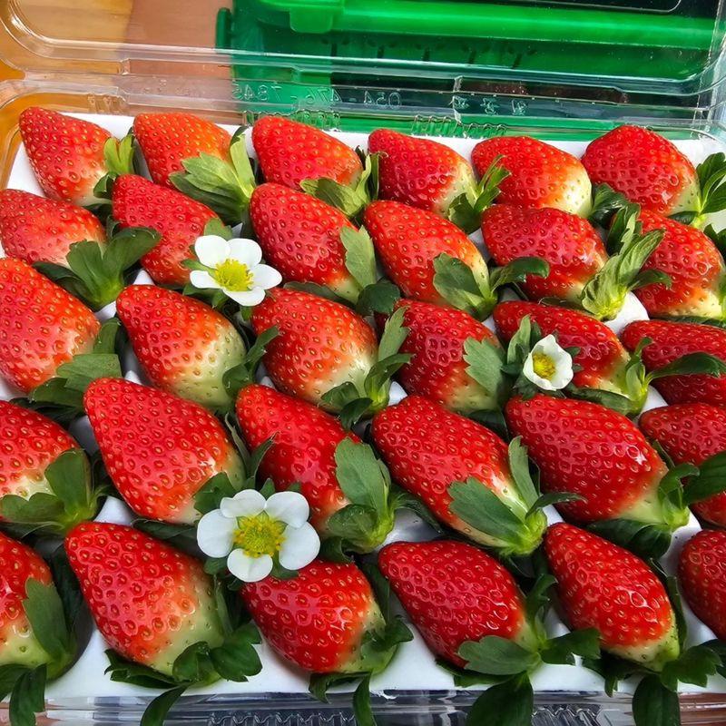 장터 상품 [금실 딸기 난좌 2세트] 썸네일