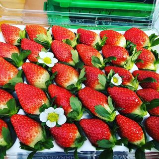 햇빛농원님의 작성글 사진