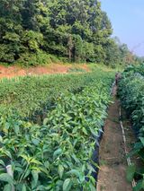 팜모닝 양배추·영농일지 게시글 이미지