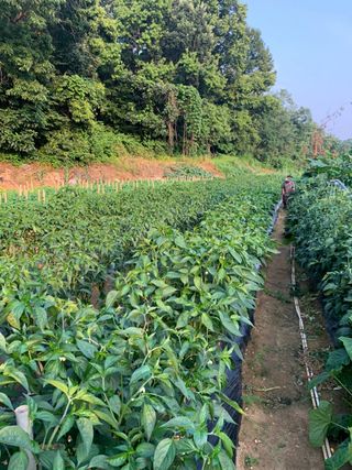 대파20698님의 양배추 · 영농일지 작성글 사진