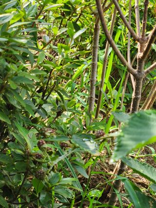 대파20698님의 양배추 · 영농일지 작성글 사진