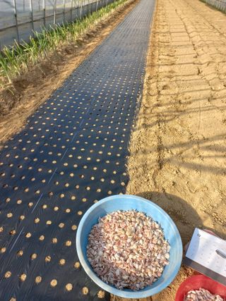 농민님의 마늘 · 파종작업 작성글 사진