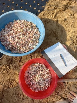 농민님의 마늘 · 파종작업 작성글 사진