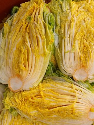 안비님의 배추 · 수확 작성글 사진