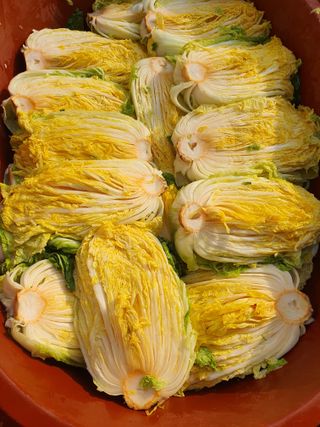 안비님의 배추 · 수확 작성글 사진