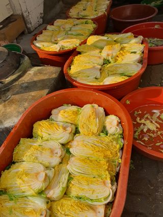 안비님의 배추 · 수확 작성글 사진