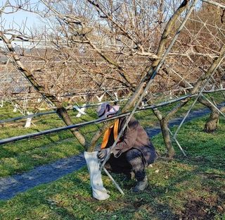 달맛햇복숭아농원님의 복숭아 · 자유게시판 작성글 사진