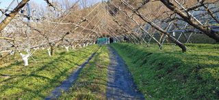 달맛햇복숭아농원님의 복숭아 · 자유게시판 작성글 사진