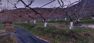 달맛햇복숭아농원님의 복숭아 · 자유게시판 작성글 사진