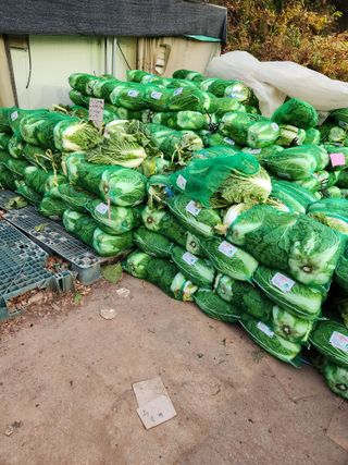 김저팔계님의 배추 · 영농일지 작성글 사진