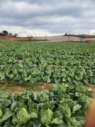 김저팔계님의 배추 · 영농일지 작성글 사진