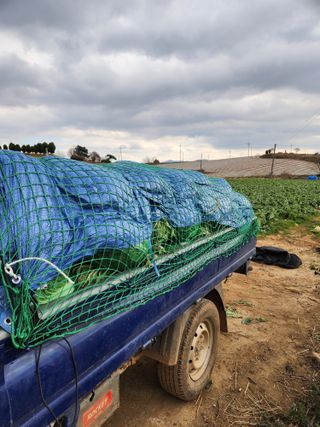 김저팔계님의 배추 · 영농일지 작성글 사진