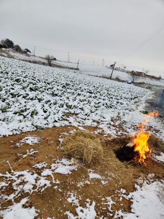 김저팔계님의 배추 · 영농일지 작성글 사진