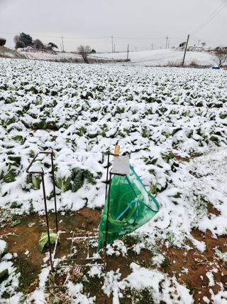 김저팔계님의 배추 · 영농일지 작성글 사진
