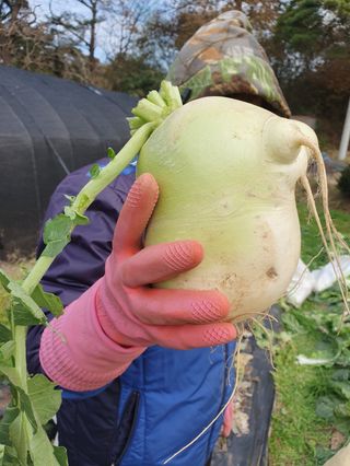 김기승님의 12월 내 작물 자랑하기 · 참여글 작성글 사진