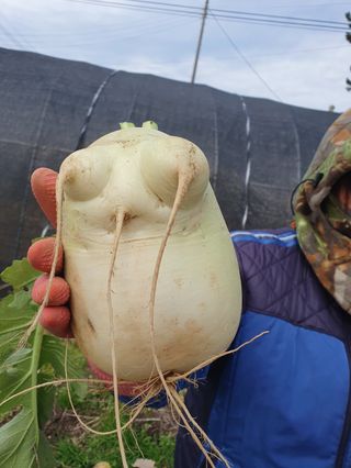 김기승님의 12월 내 작물 자랑하기 · 참여글 작성글 사진