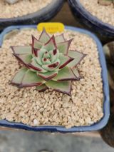 팜모닝 농사, 무엇이든 물어보세요!·참여글 게시글 이미지