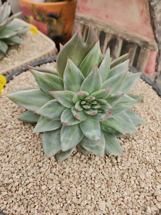 이연옥님의 농사, 무엇이든 물어보세요! · 참여글 작성글 사진