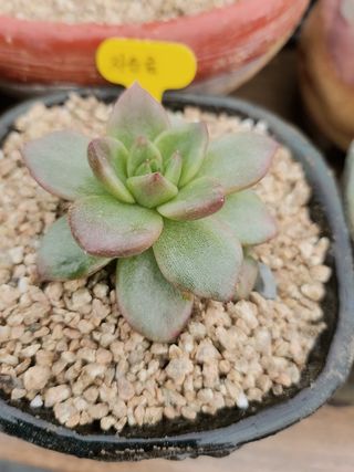 이연옥님의 농사, 무엇이든 물어보세요! · 참여글 작성글 사진