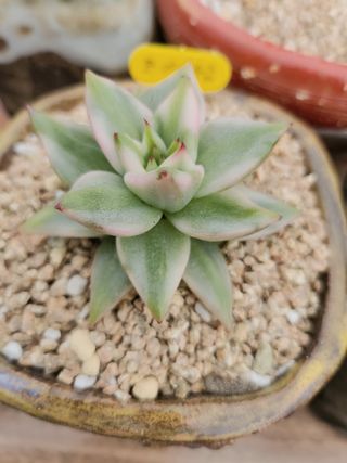 이연옥님의 농사, 무엇이든 물어보세요! · 참여글 작성글 사진