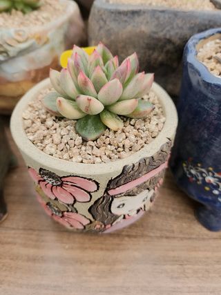 이연옥님의 농사, 무엇이든 물어보세요! · 참여글 작성글 사진