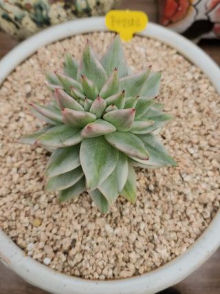 이연옥님의 농사, 무엇이든 물어보세요! · 참여글 작성글 사진